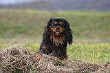 CAVALIER KING CHARLES 773